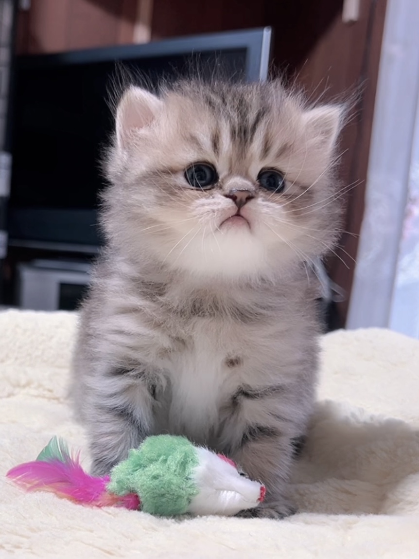 チンチラの子猫 販売中 - 画像 (7)