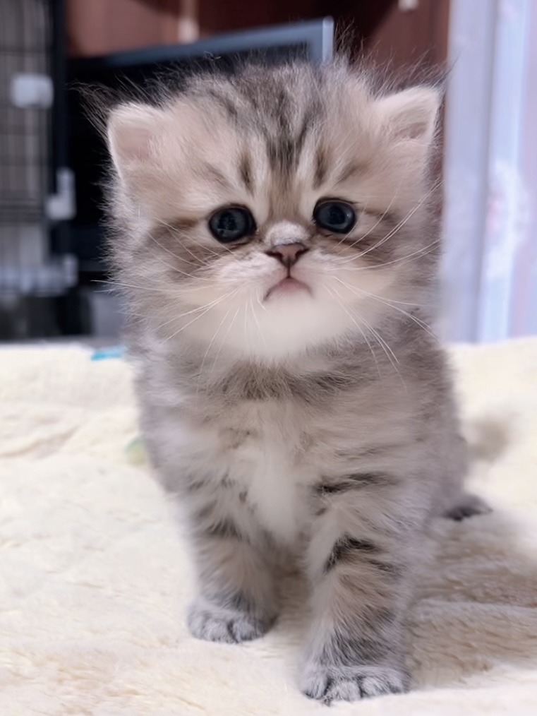 チンチラの子猫 販売中 - 画像 (8)