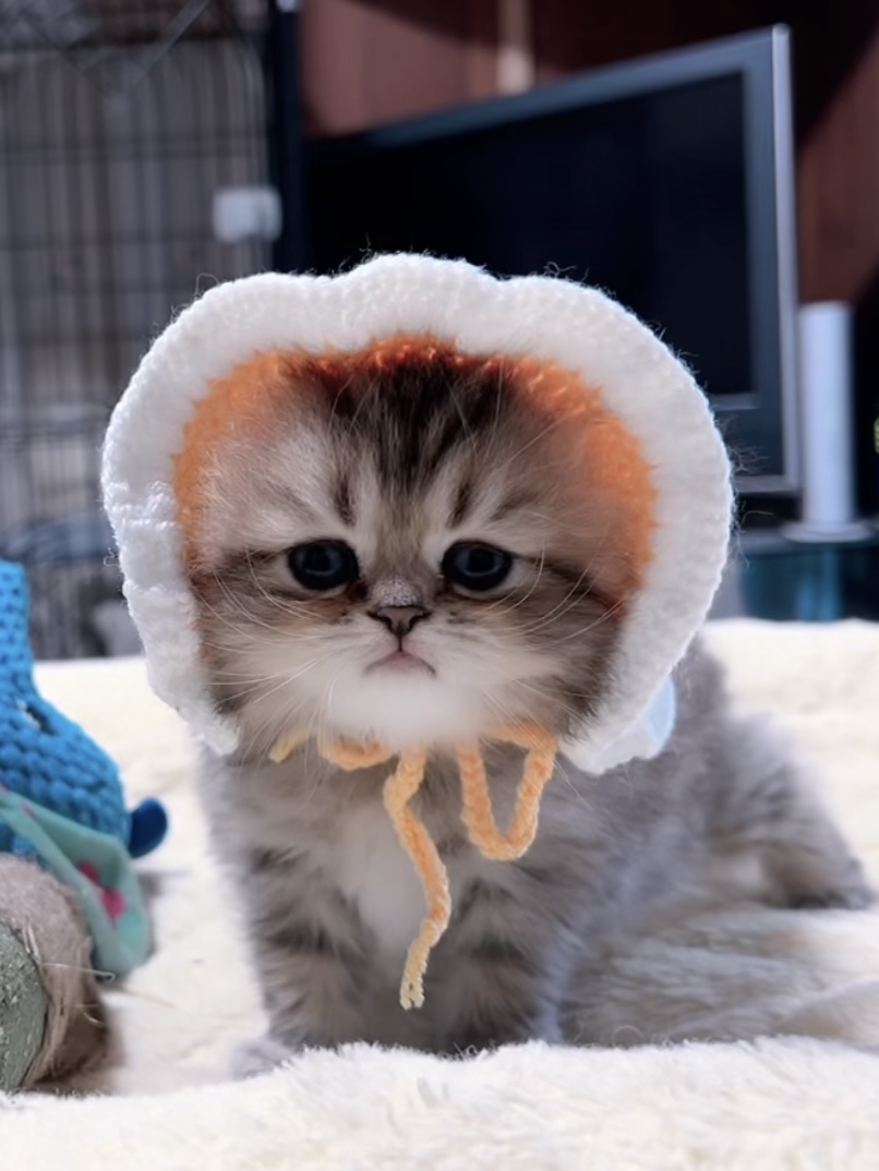 チンチラの子猫 販売中 - 画像 (9)