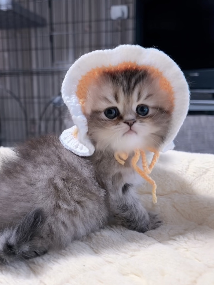 チンチラの子猫 販売中 - 画像 (10)