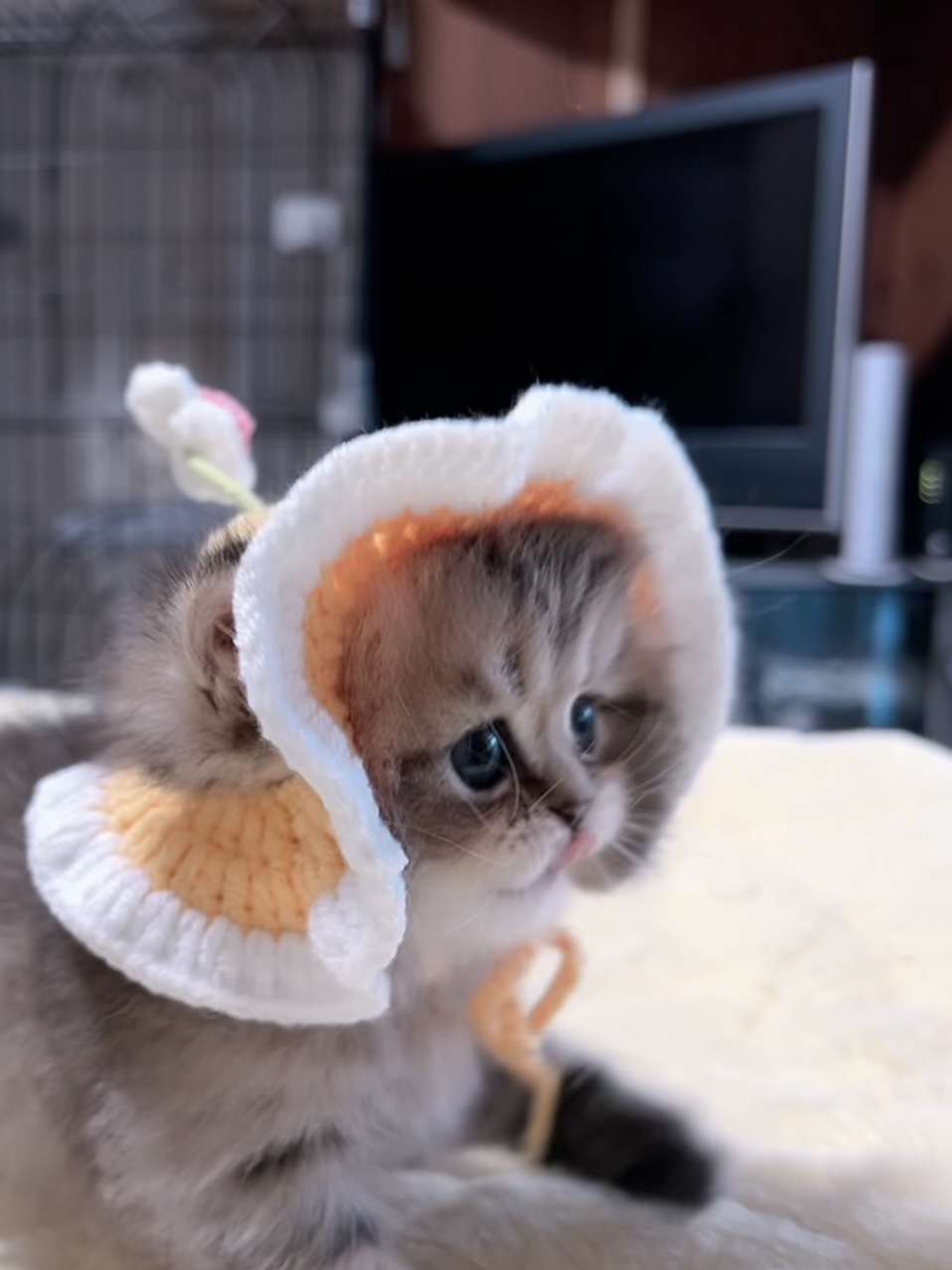 チンチラの子猫 販売中 - 画像 (11)