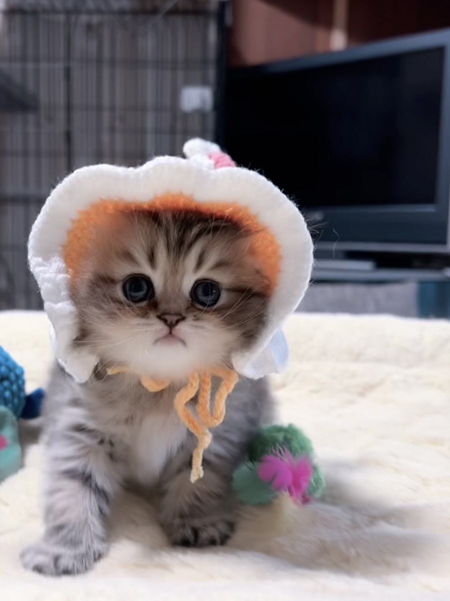 チンチラの子猫 販売中 - 画像 (12)