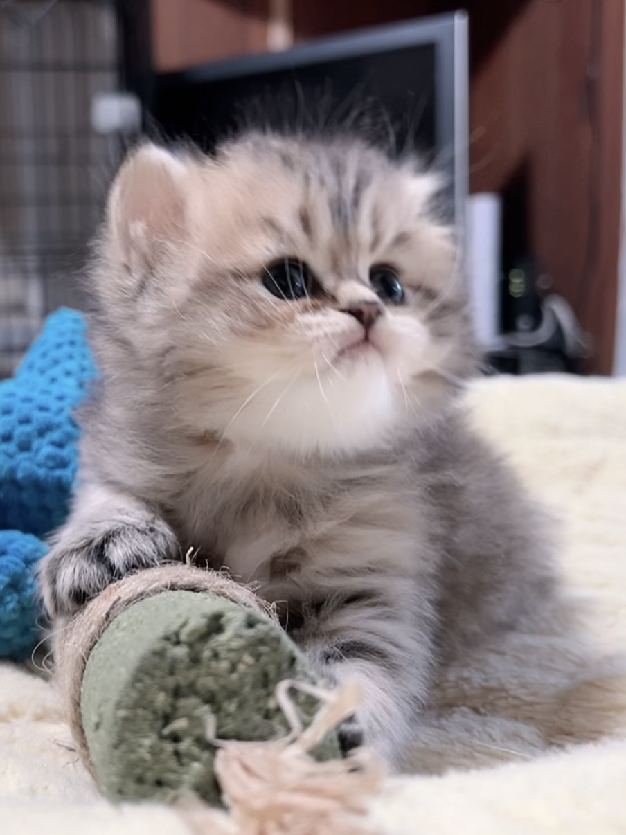 チンチラの子猫 販売中 - 画像 (13)