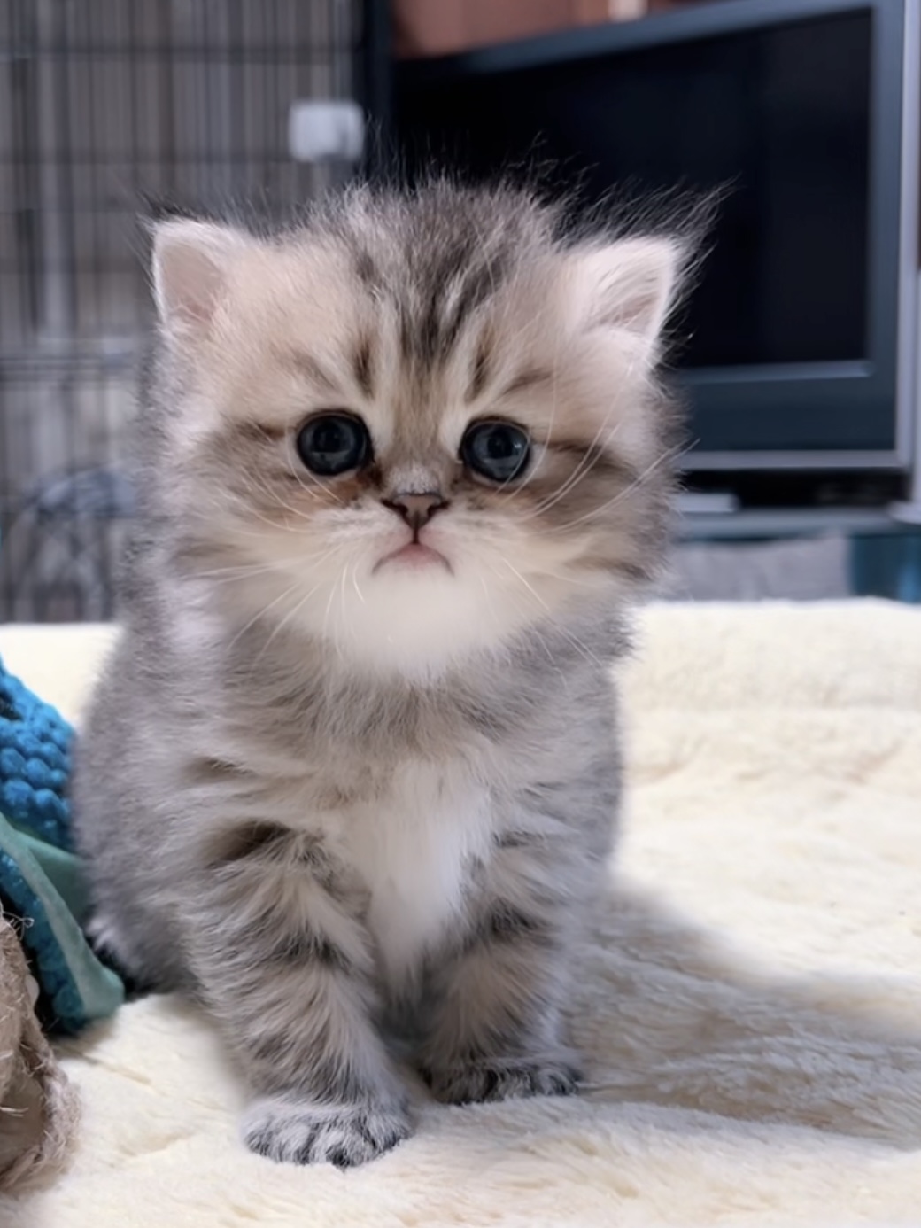 チンチラの子猫 販売中 - 画像 (14)