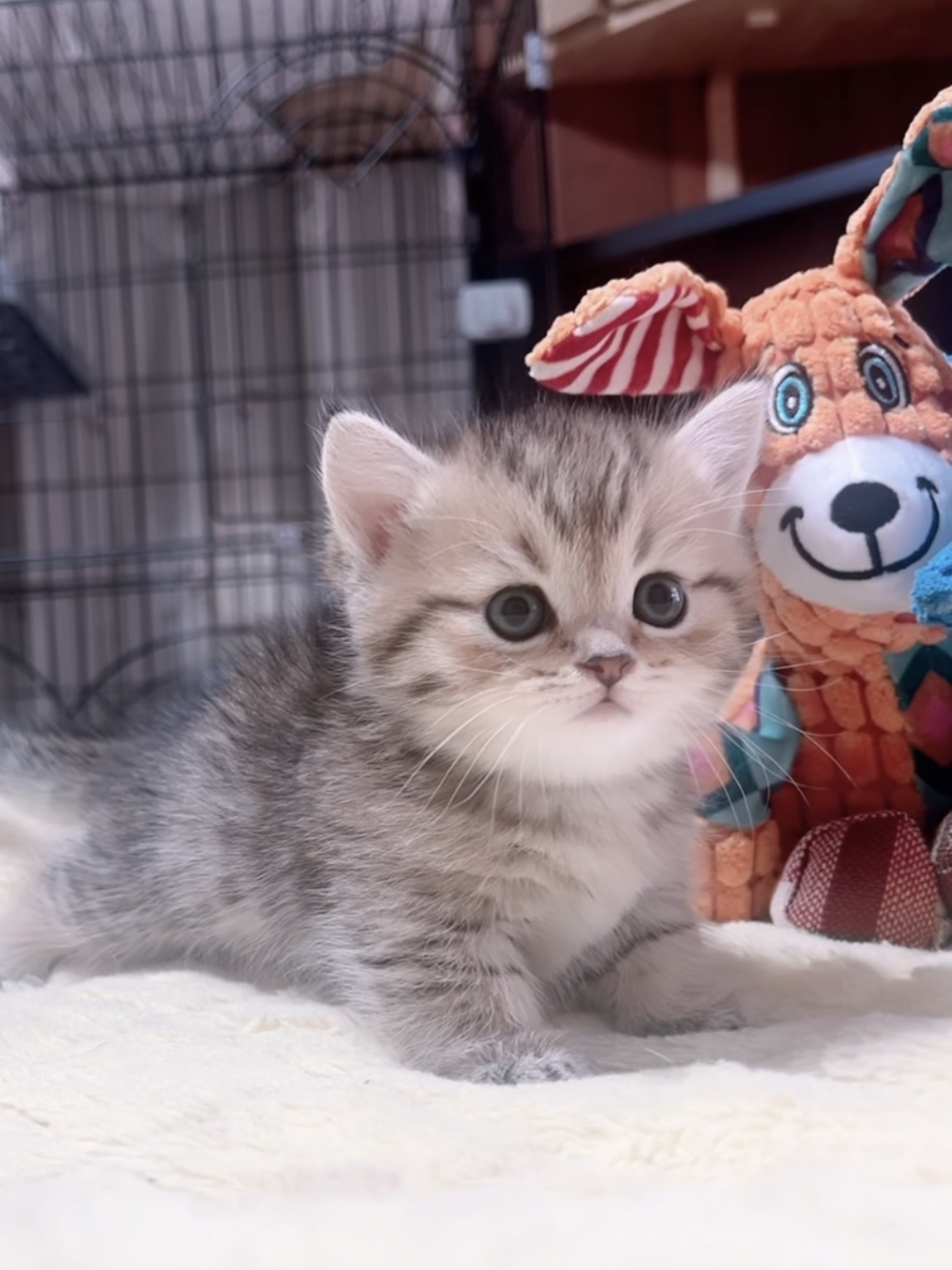 ミヌエット(短足)の子猫 商談中 - 画像 (2)