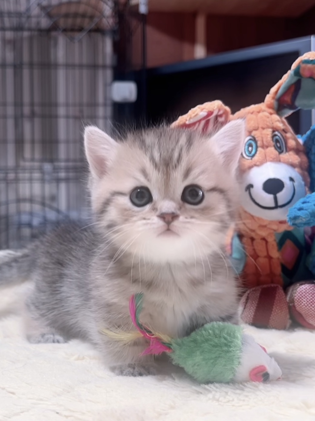 ミヌエット(短足)の子猫 商談中 - 画像 (3)