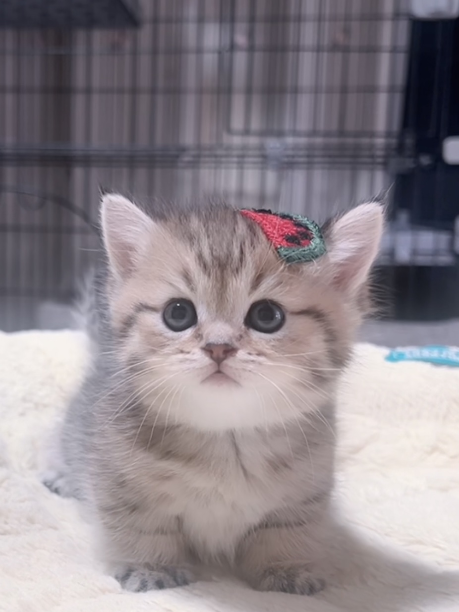 ミヌエット(短足)の子猫 商談中 - 画像 (4)