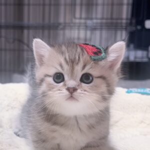 ミヌエット(短足)の子猫 商談中