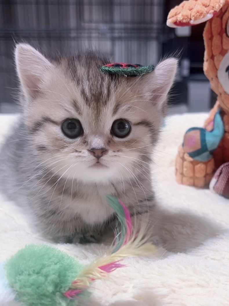 ミヌエット(短足)の子猫 商談中 - 画像 (6)