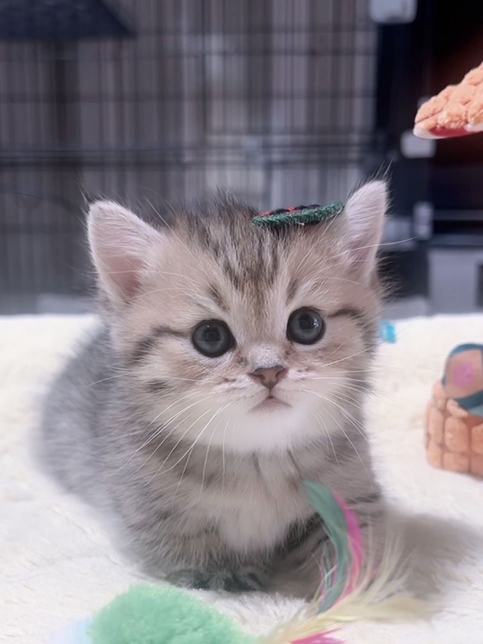 ミヌエット(短足)の子猫 商談中 - 画像 (7)