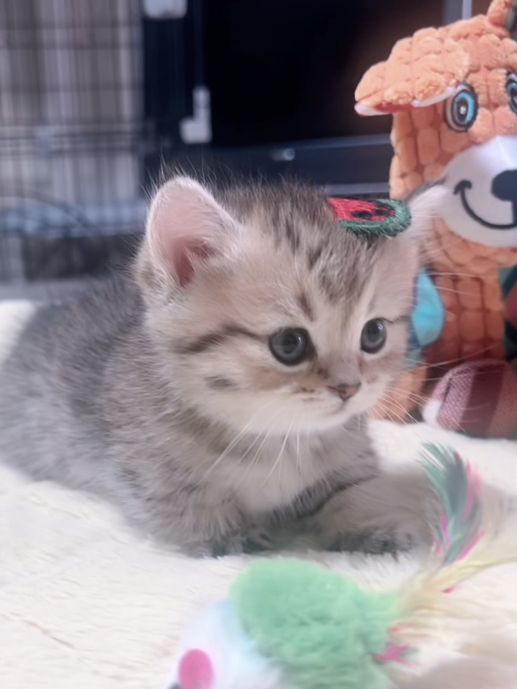 ミヌエット(短足)の子猫 商談中 - 画像 (8)