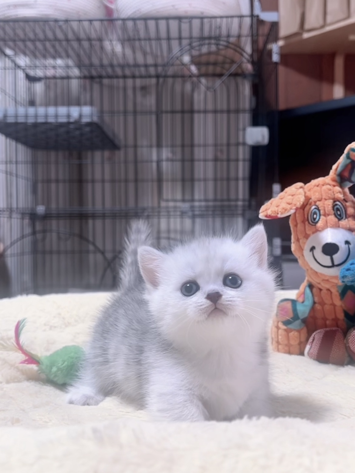ミヌエット(短足)の子猫 販売中 - 画像 (2)