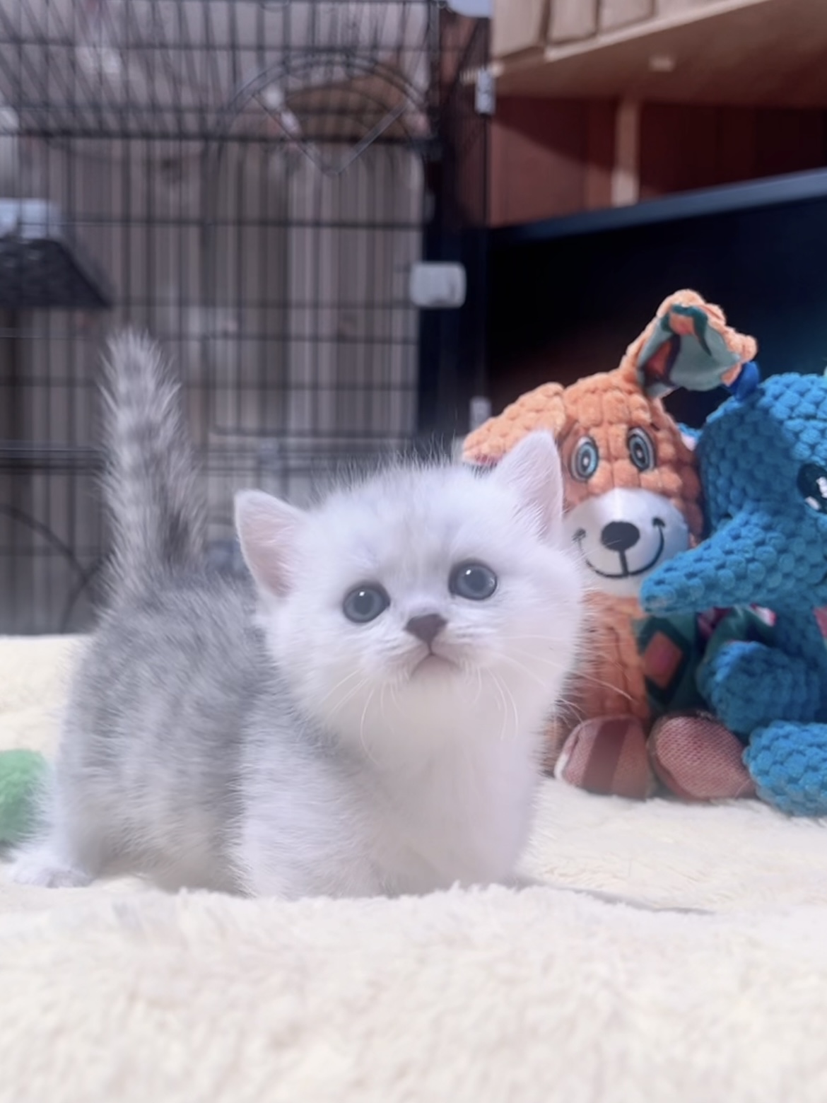 ミヌエット(短足)の子猫 販売中 - 画像 (3)