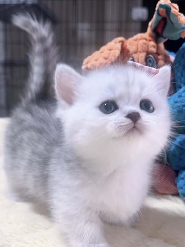 ミヌエット(短足)の子猫 販売中 - 画像 (4)