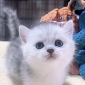 ミヌエット(短足)の子猫　販売中