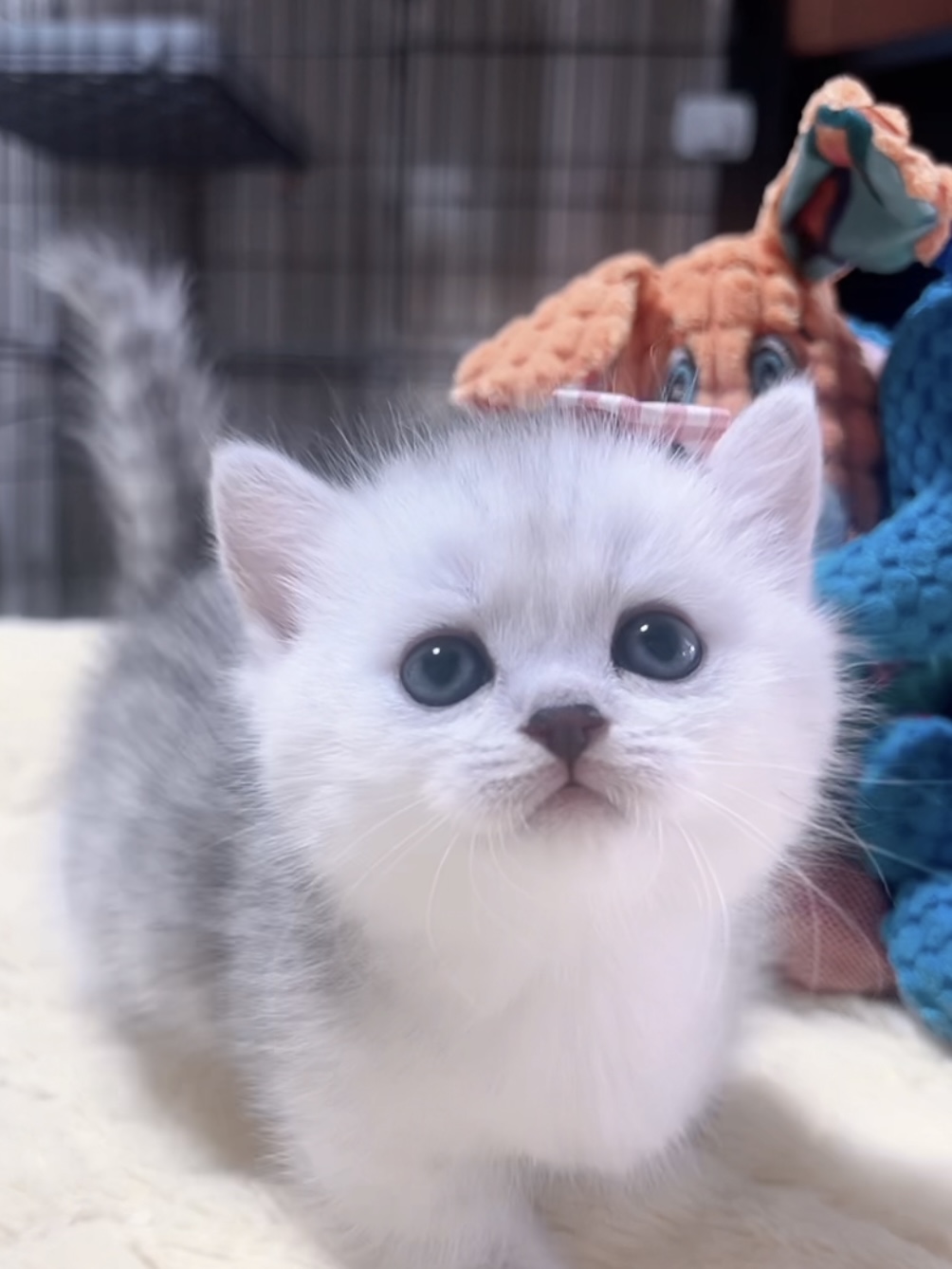 ミヌエット(短足)の子猫 販売中