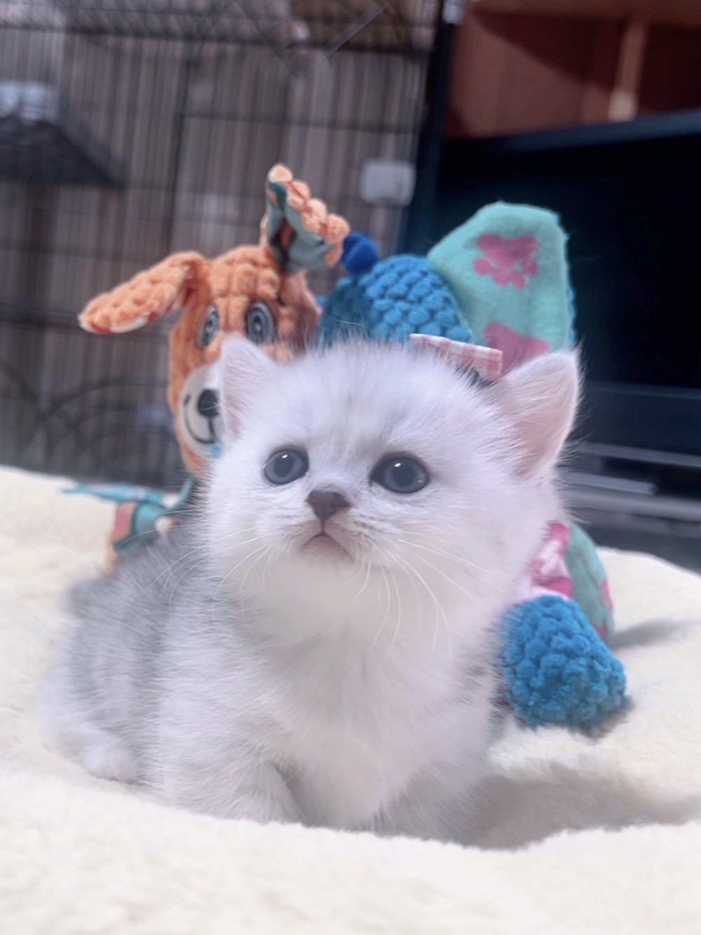 ミヌエット(短足)の子猫 販売中 - 画像 (6)