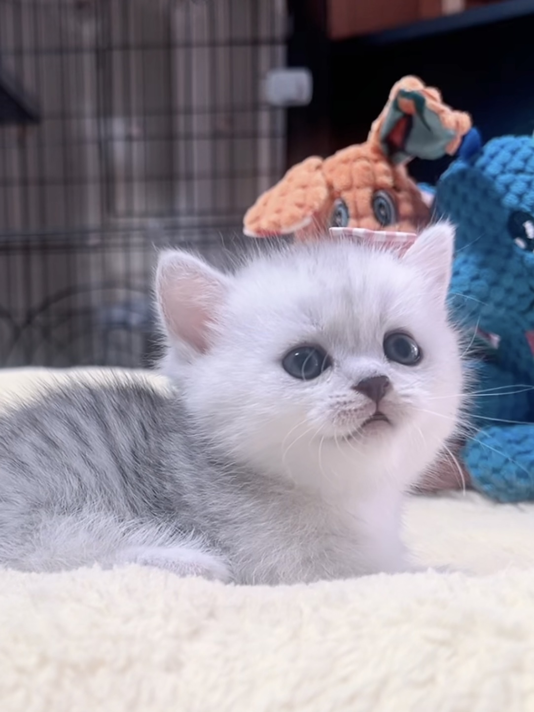 ミヌエット(短足)の子猫 販売中 - 画像 (7)