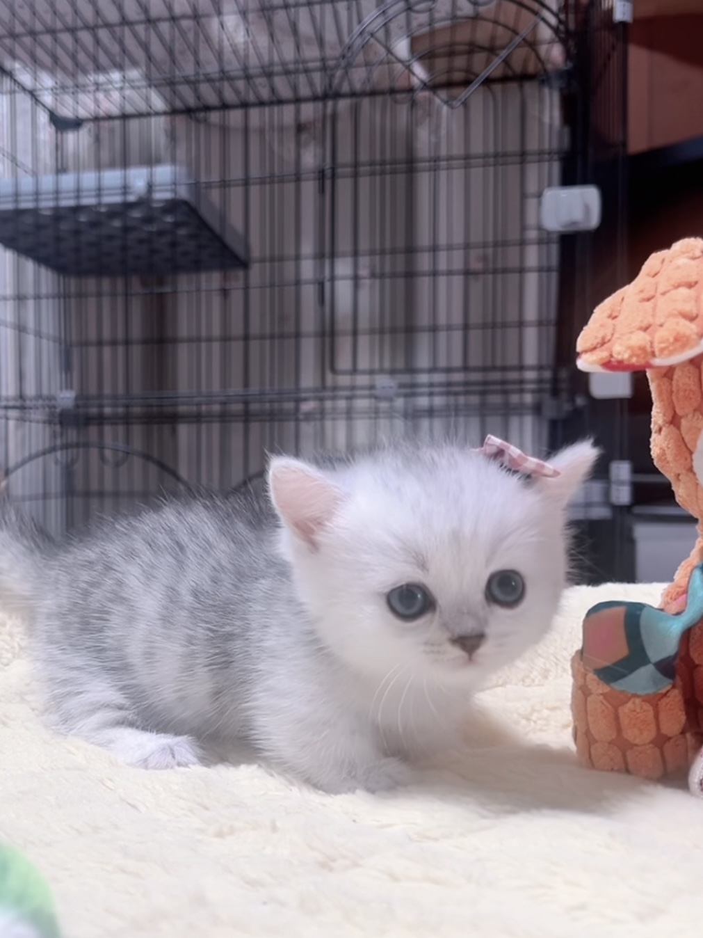 ミヌエット(短足)の子猫 販売中 - 画像 (8)