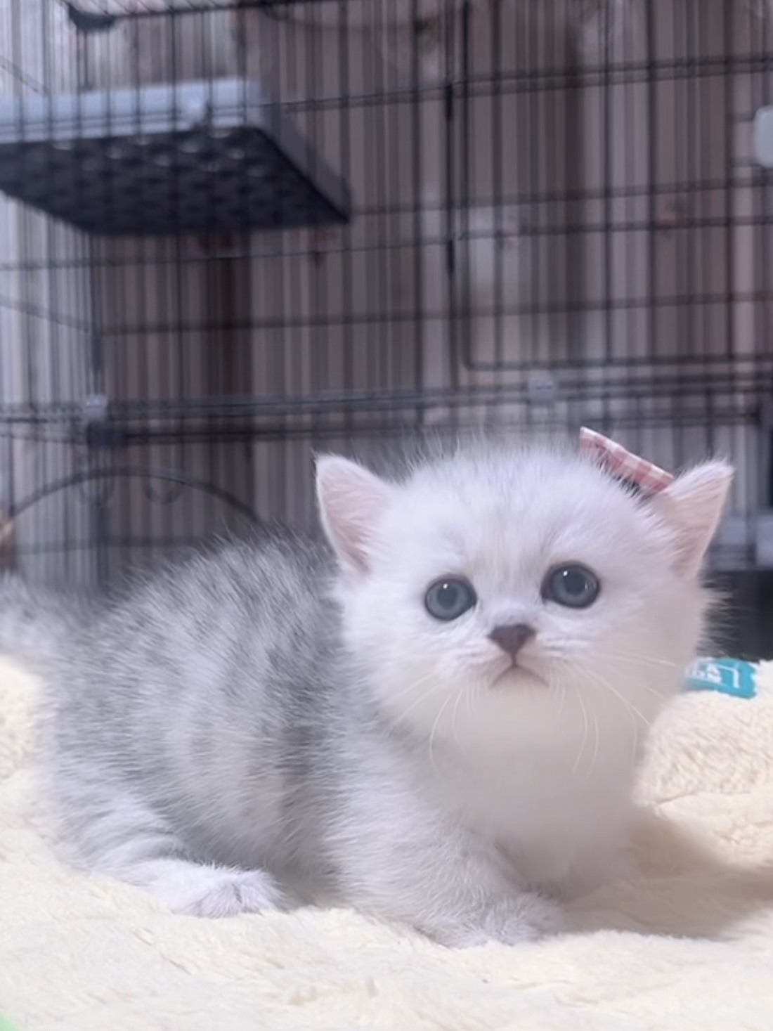 ミヌエット(短足)の子猫 販売中 - 画像 (9)