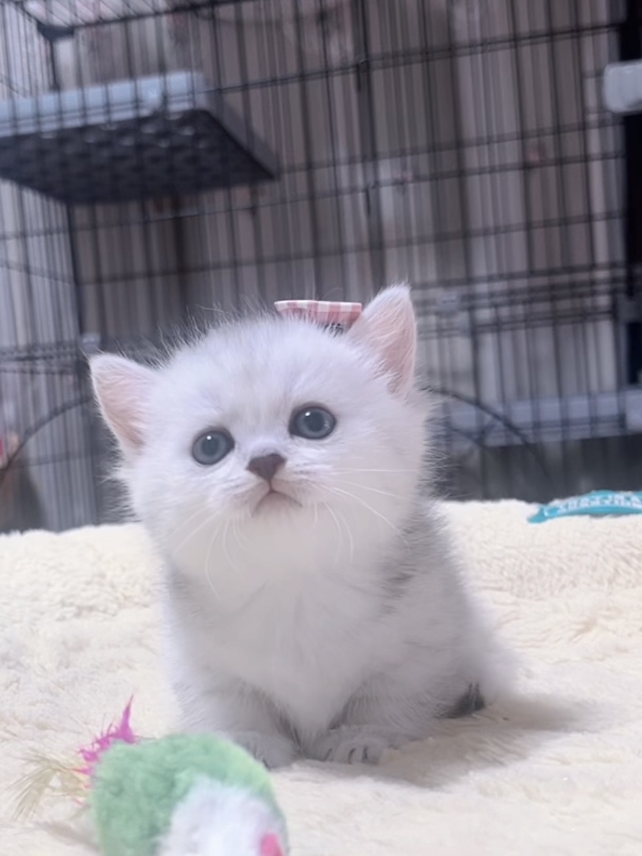 ミヌエット(短足)の子猫 販売中 - 画像 (10)