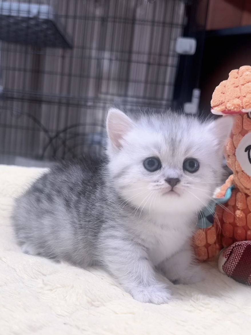 ミヌエット(短足)の子猫 販売中 - 画像 (2)