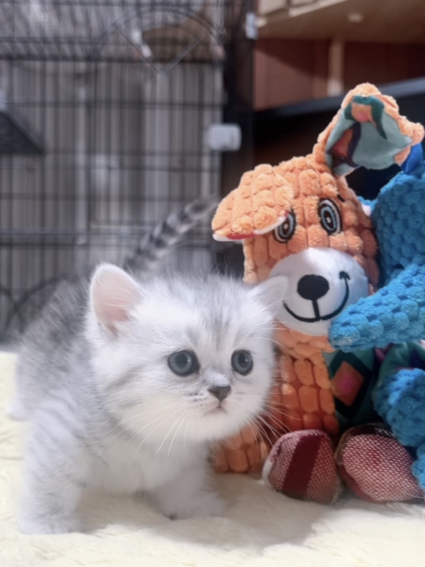 ミヌエット(短足)の子猫 販売中 - 画像 (3)