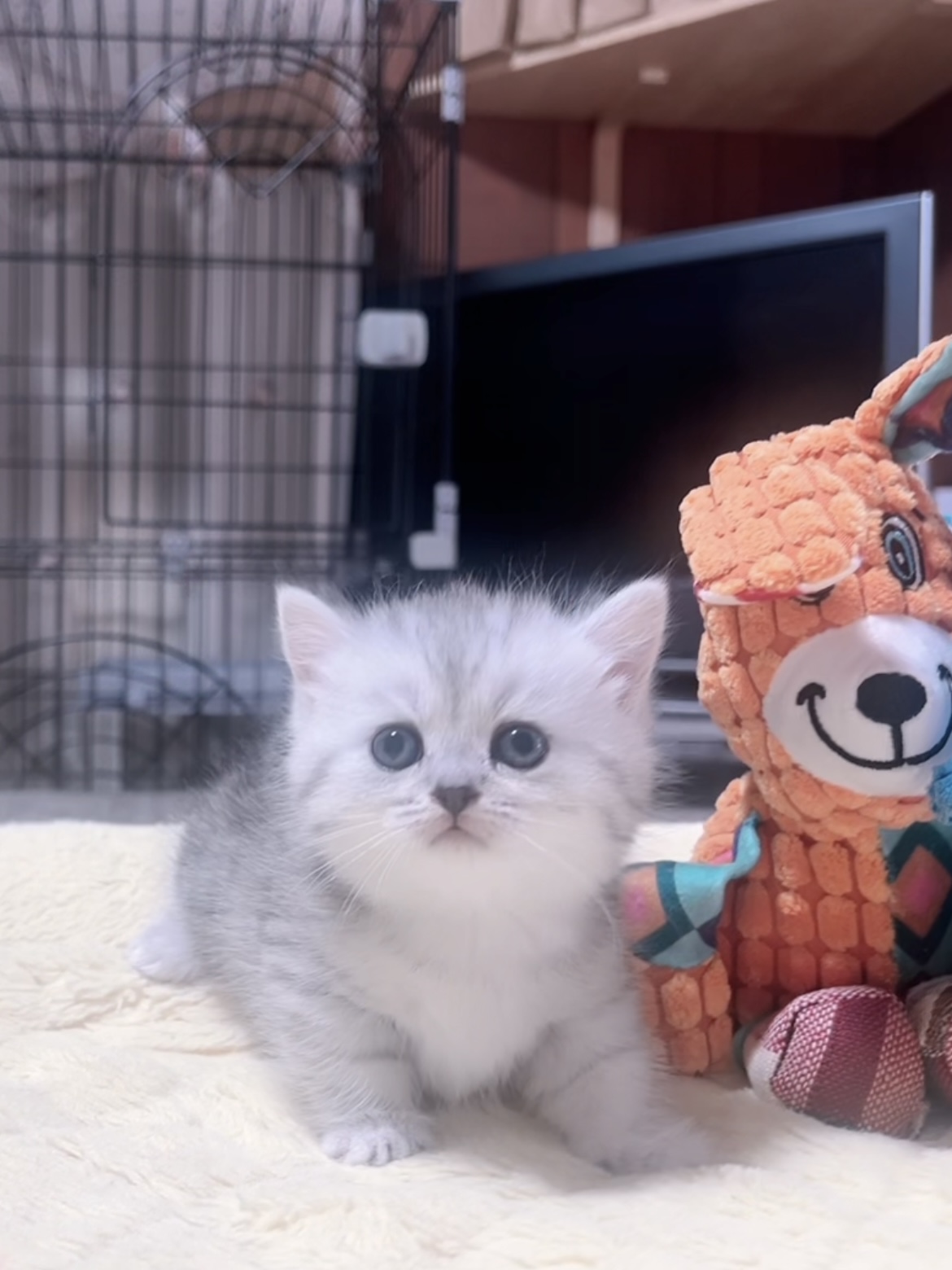 ミヌエット(短足)の子猫 販売中 - 画像 (4)