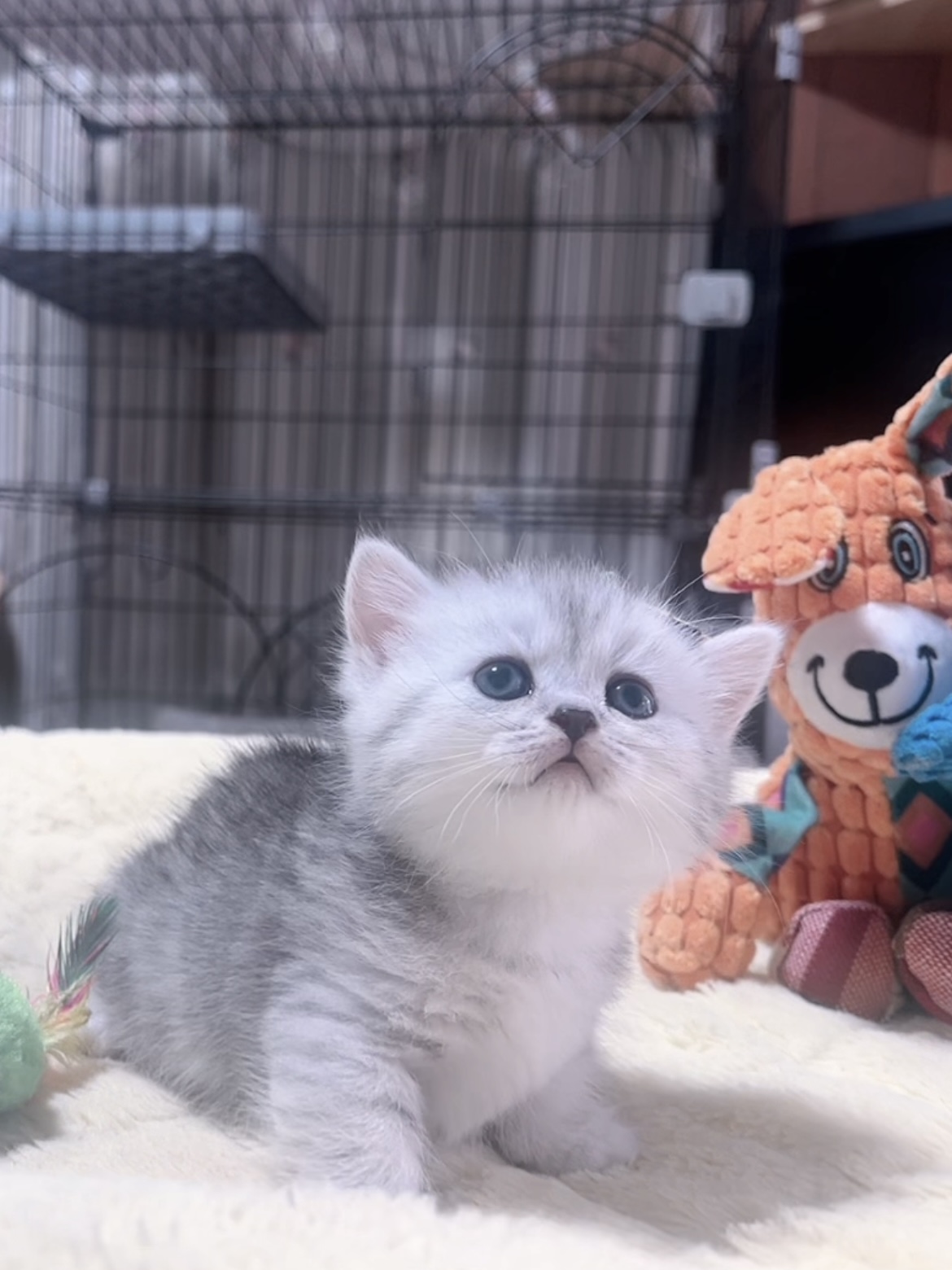 ミヌエット(短足)の子猫 販売中 - 画像 (5)