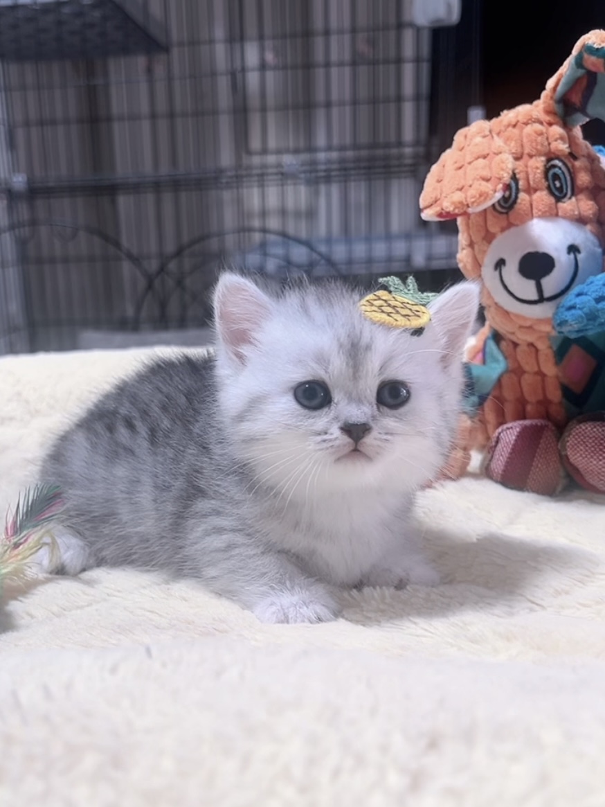 ミヌエット(短足)の子猫 販売中 - 画像 (6)