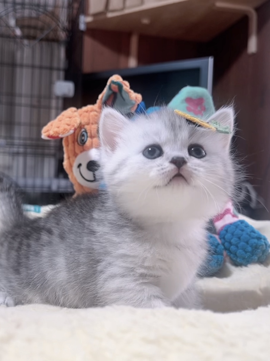 ミヌエット(短足)の子猫 販売中 - 画像 (7)