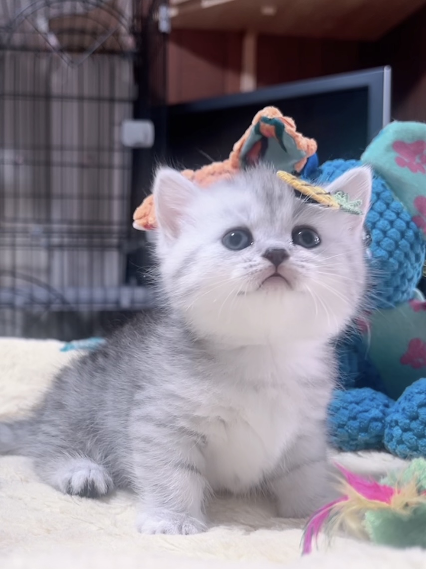 ミヌエット(短足)の子猫 販売中 - 画像 (8)