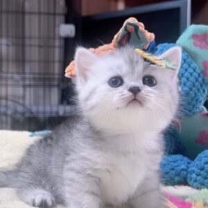 ミヌエット(短足)の子猫 販売中