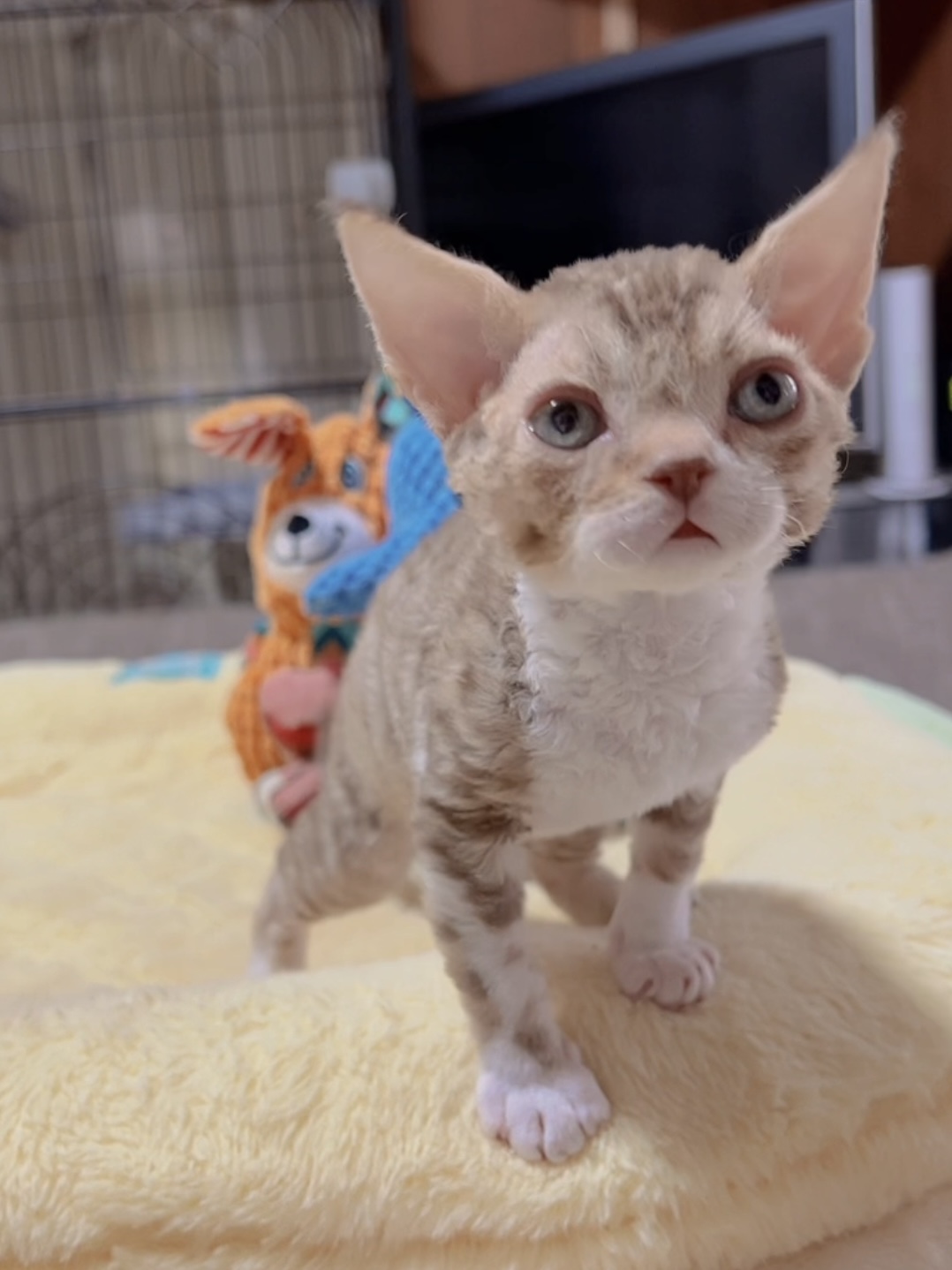 デボンレックスの子猫 販売中 - 画像 (2)