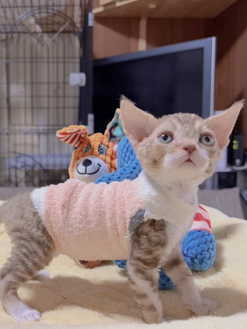 デボンレックスの子猫 販売中 - 画像 (3)