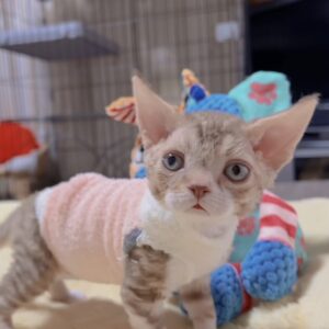 デボンレックスの子猫　販売中