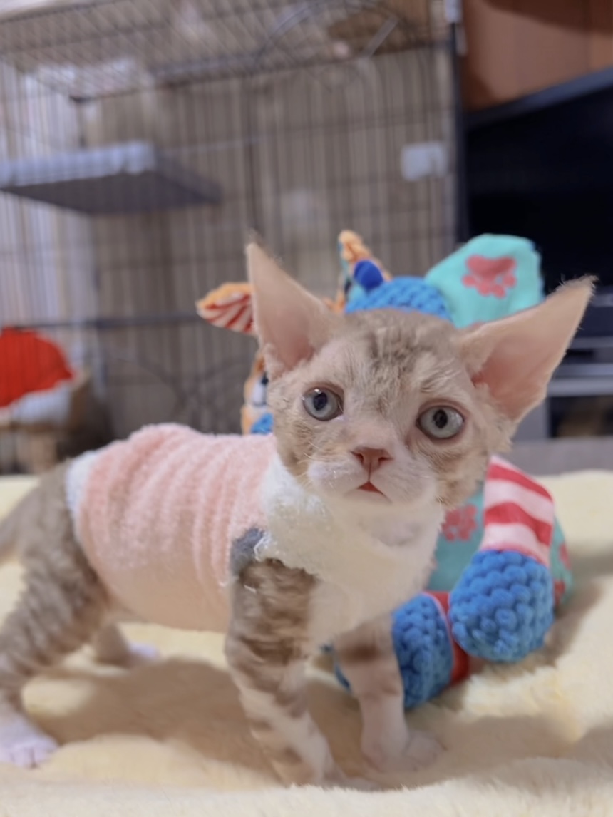 デボンレックスの子猫 販売中