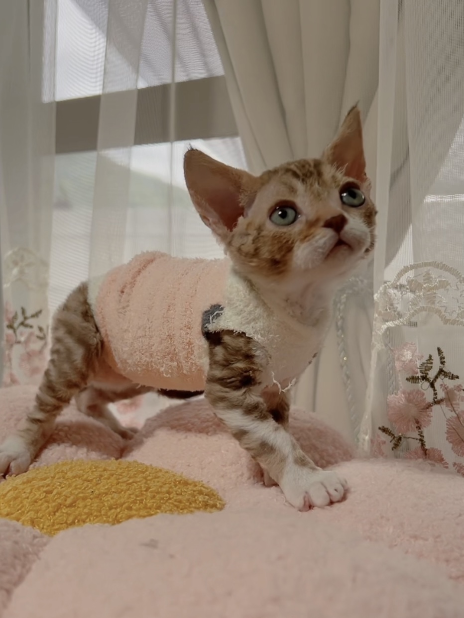 デボンレックスの子猫 販売中 - 画像 (5)