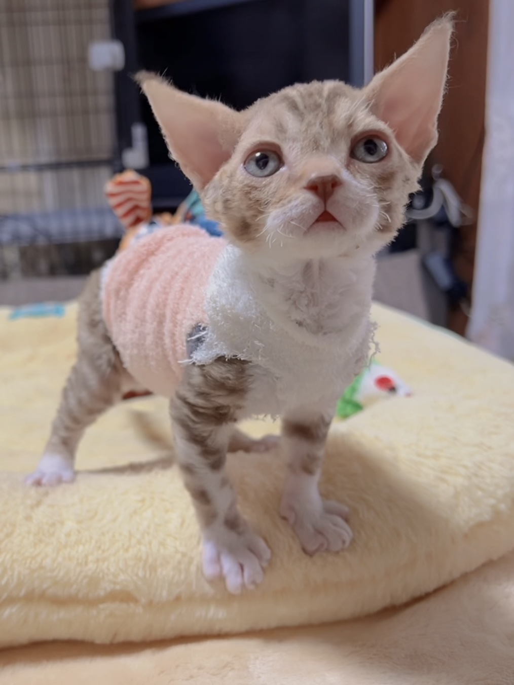 デボンレックスの子猫 販売中 - 画像 (6)