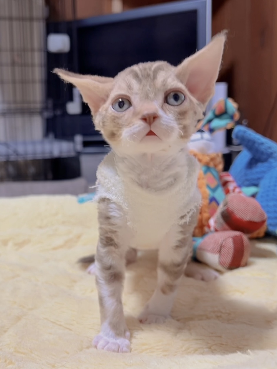 デボンレックスの子猫 販売中 - 画像 (7)