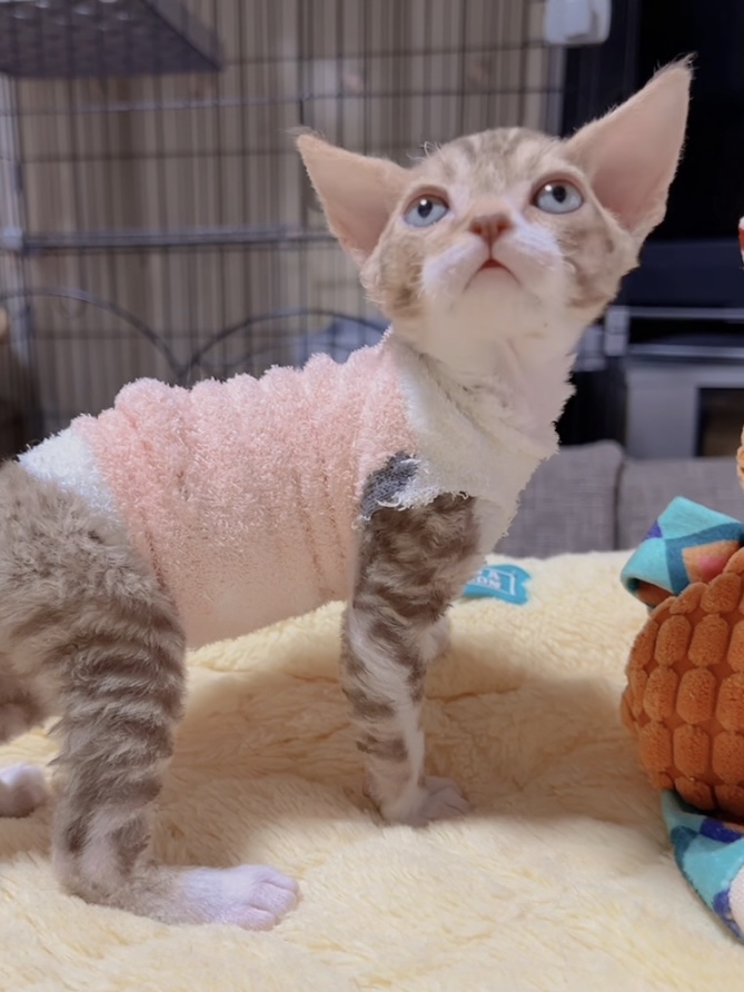 デボンレックスの子猫 販売中 - 画像 (8)