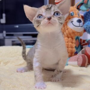 デボンレックスの子猫　商談中
