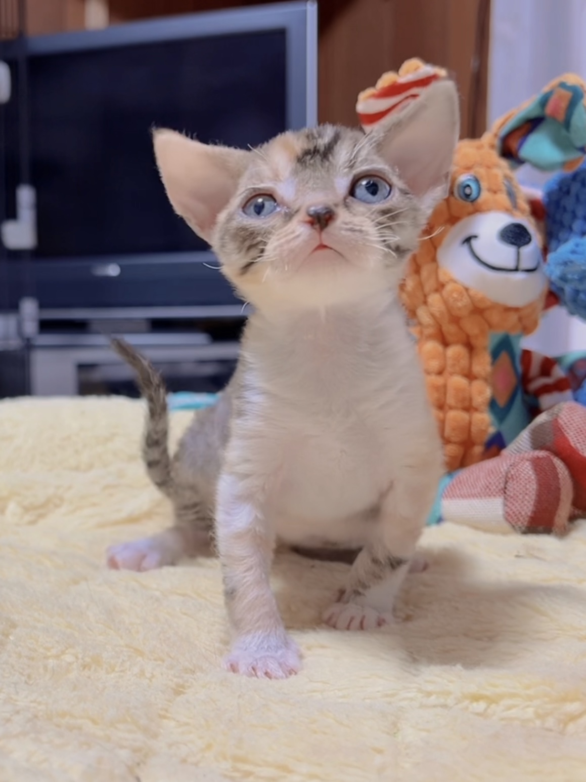 デボンレックスの子猫 商談中