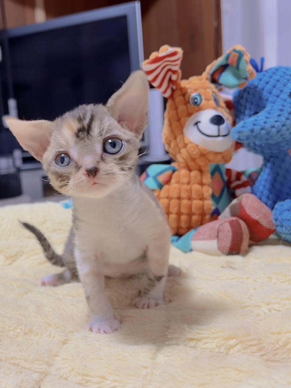 デボンレックスの子猫 商談中 - 画像 (2)