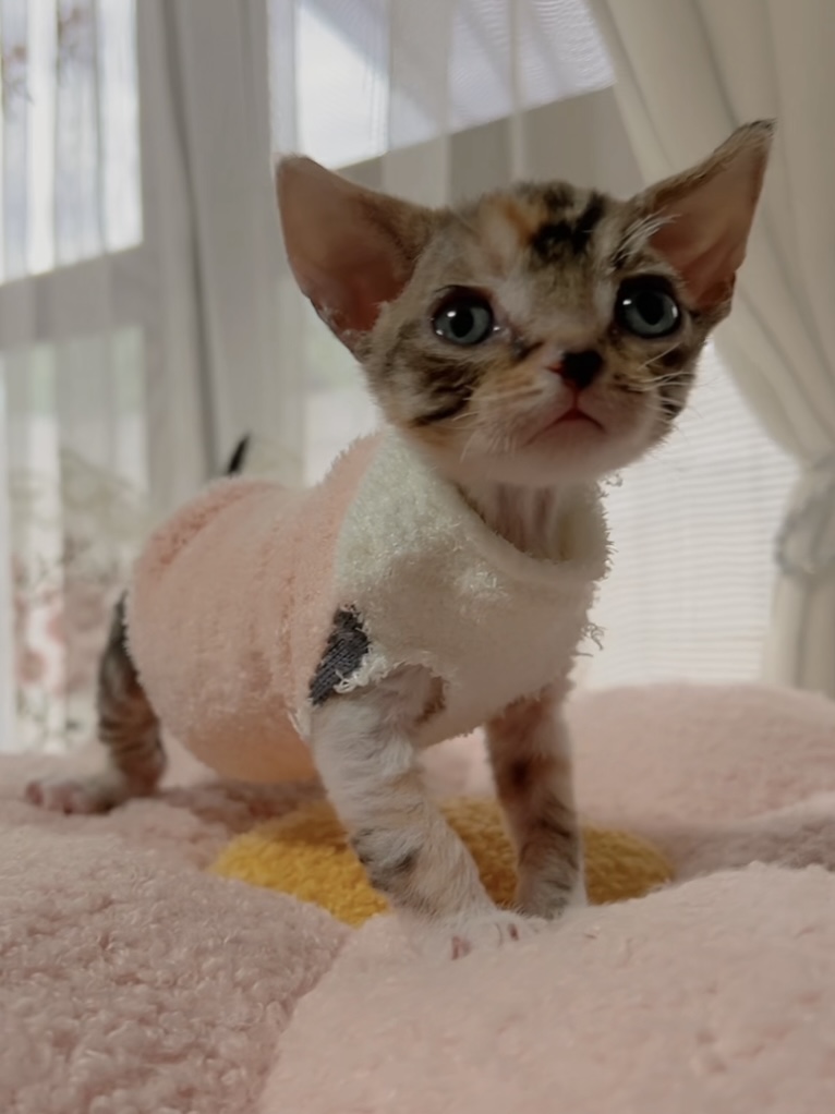 デボンレックスの子猫 商談中 - 画像 (3)