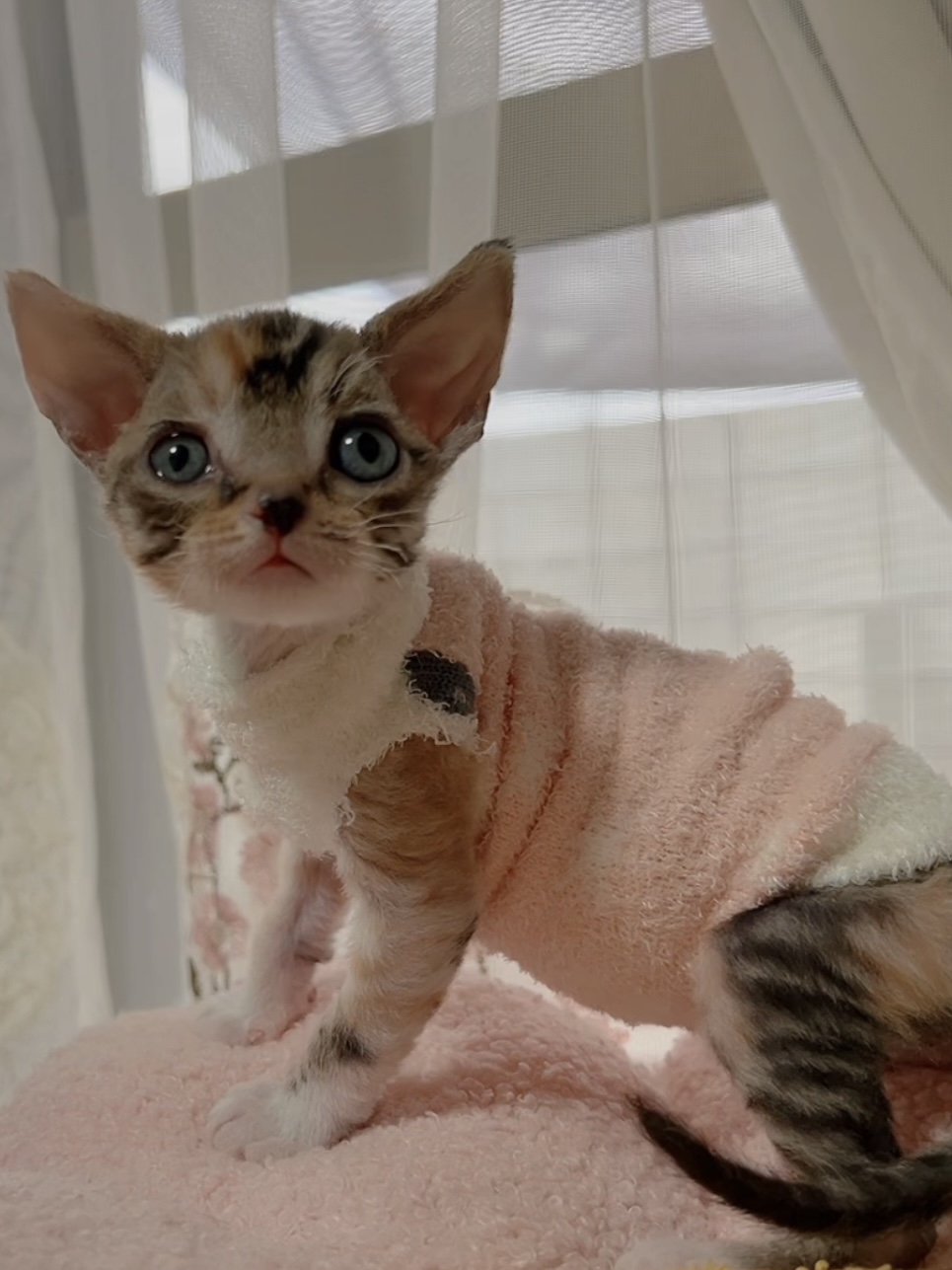 デボンレックスの子猫 商談中 - 画像 (4)