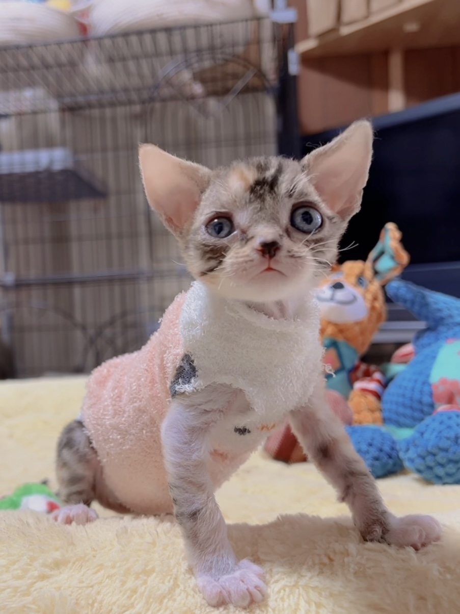 デボンレックスの子猫 商談中 - 画像 (5)