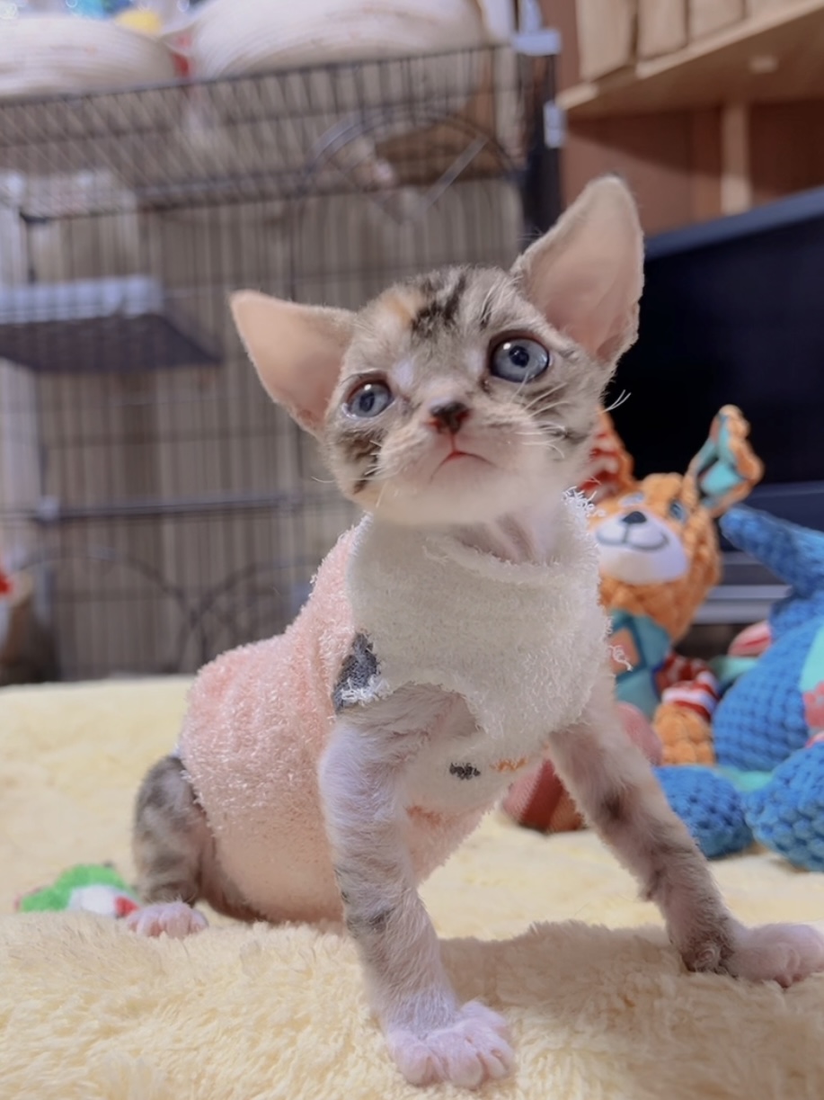 デボンレックスの子猫 商談中 - 画像 (6)