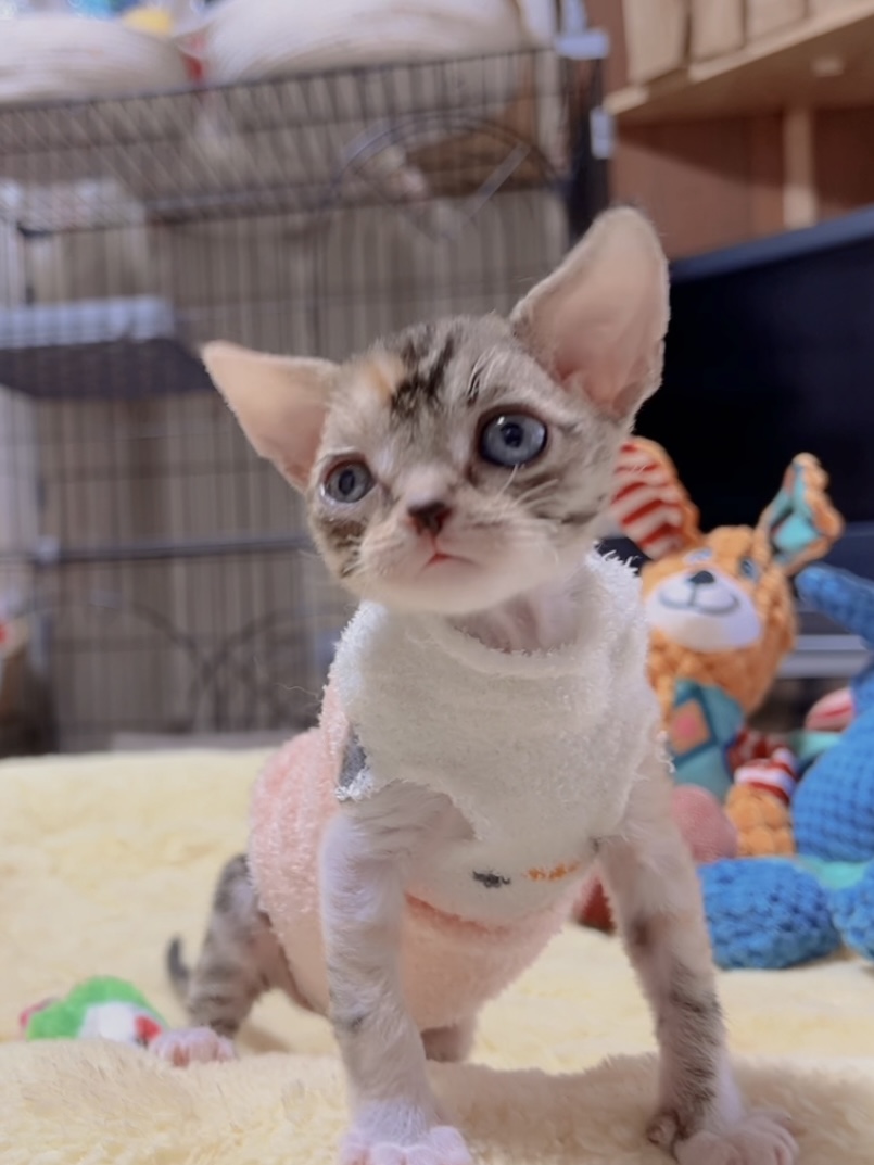 デボンレックスの子猫 商談中 - 画像 (7)