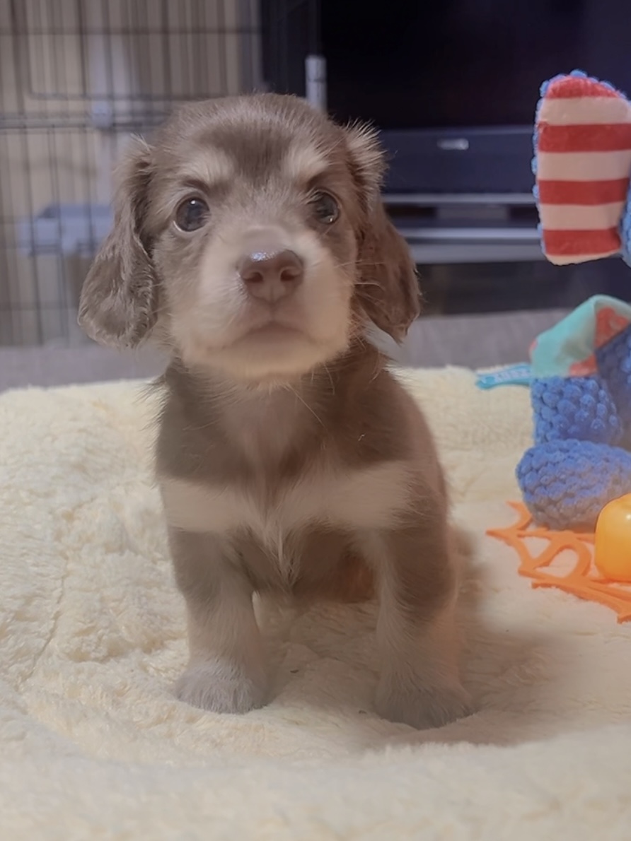 ミニチュアダックスーー(女の子)商談中 - 画像 (2)